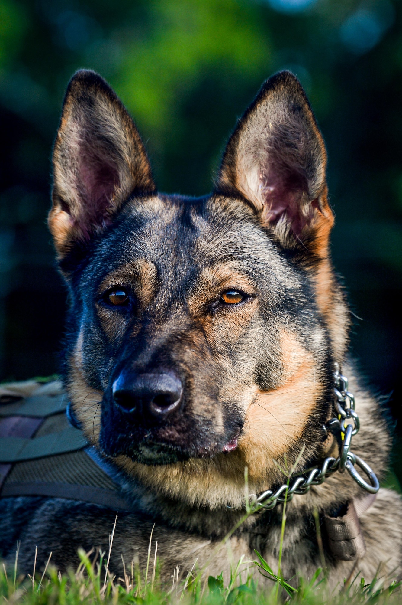 Aura, 2nd Security Forces Squadron military working dog, takes a break after completing an explosives/narcotic detection training at Barksdale Air Force Base, La., July 19, 2016. MWDs are bred at Lackland Air Force Base, and some eastern block countries with the sole purpose of performing law enforcement duties. MWDs train for two years from birth before becoming certified and sent to their first base of operation. (U.S. Air Force photo/Senior Airman Mozer O. Da Cunha)