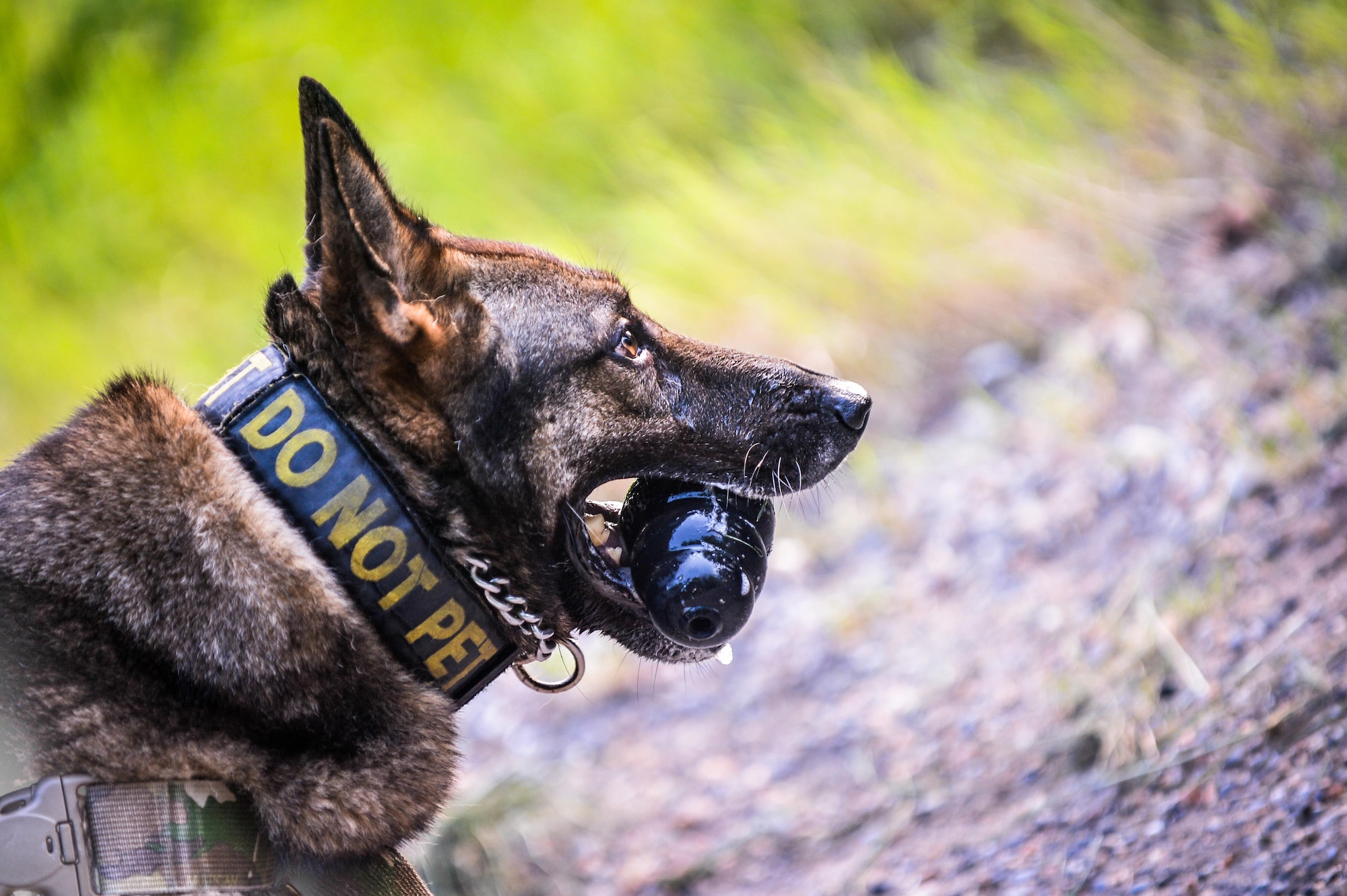 Rico, 2nd Security Forces Squadron military working dog, plays with a toy after completing an explosives/narcotic detection training at Barksdale Air Force Base, La., July 19, 2016. MWD teams train about 15 hours weekly, rotating between scenarios involving explosive/narcotic detection, law enforcement, deployment and patrol exercises. (U.S. Air Force photo/Senior Airman Mozer O. Da Cunha)