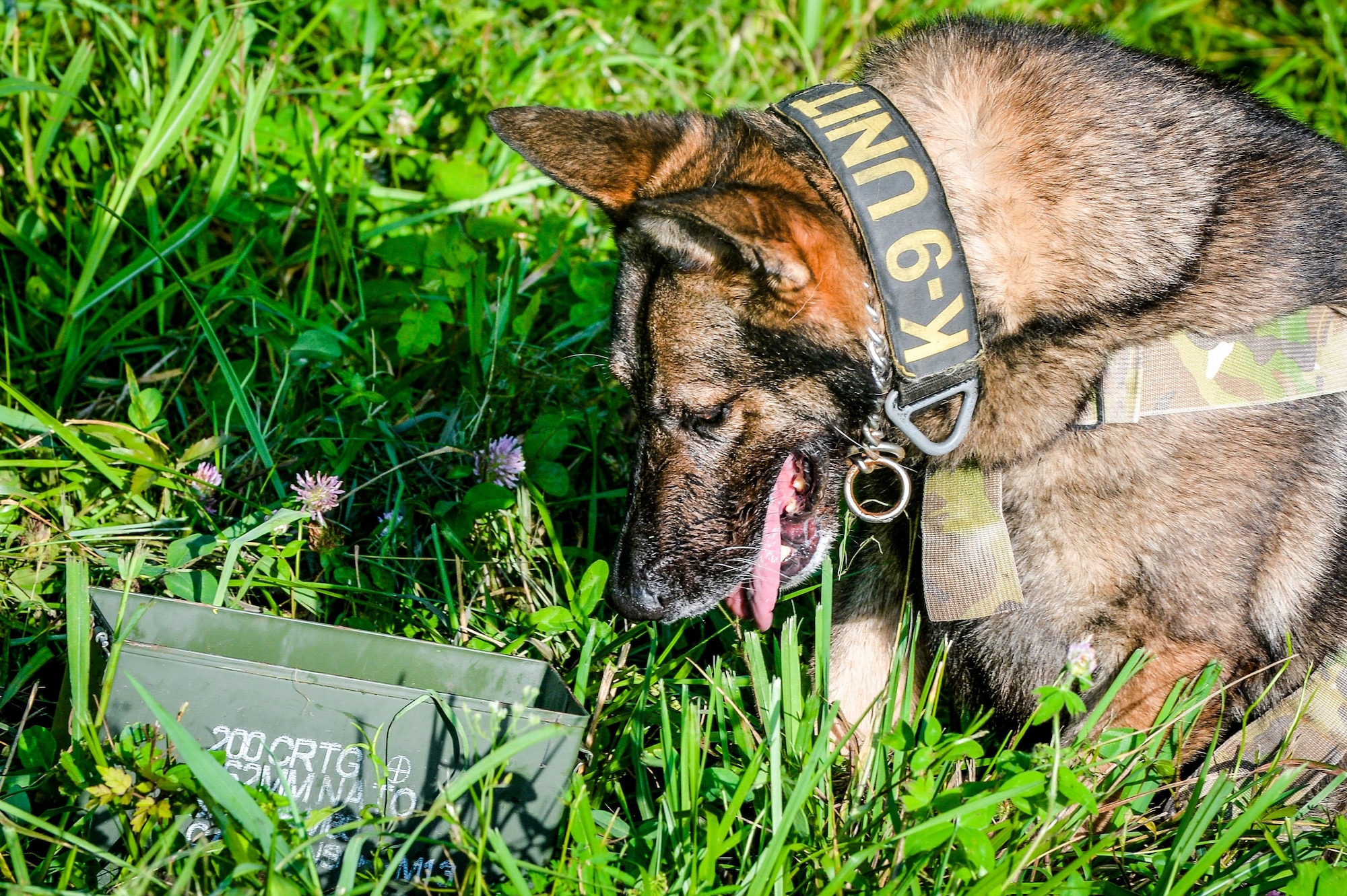 Rico, 2nd Security Forces Squadron military working dog, flags a suspicious item during training at Barksdale Air Force Base, La., July 19, 2016.The training scenario provided the handler and MWD a safe and secure environment to hone detection skills crucial to completing real world missions. Teams are required to train multiple times a week on a variety of simulated scenarios. (U.S. Air Force photo/Senior Airman Mozer O. Da Cunha)