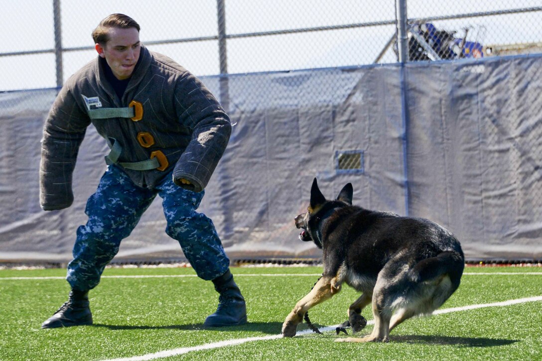 Navy Petty Officer 3rd Class Joseph N. Benevento performs controlled aggression training with Gerry, a working dog, in at the Military Working Dog unit at Naval Support Activity Souda Bay, Greece, July 27, 2016. The military uses the canines to apprehend suspects and detect explosives and narcotics while searching buildings, ships and submarines. Navy photo by Heather Judkins