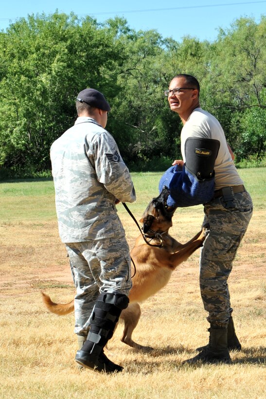 Joy, 17th Security Forces Squadron military working dog, latches onto Senior Airman Gage Reece, 17th SFS patrolman, as Staff Sgt. Tyler Wiseman, 17th SFS MWD kennel master, walks over during a demonstration at Rio Vista Head Start, San Angelo, Texas, Aug. 4, 2016. The 17th SFS MWD unit provided the demonstration to support community relations between Goodfellow Air Force Base and San Angelo. (U.S. Air Force photo by Staff Sgt. Laura R. McFarlane/Released)
