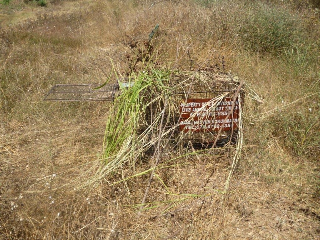 A live animal trap covered with foliage sits in a field on Incirlik Air Base, Turkey. The 39th Civil Engineer Squadron pest management flight utilizes humane traps to catch stray and wild animals roaming the base such as cats, dogs and foxes. (Courtesy photo)