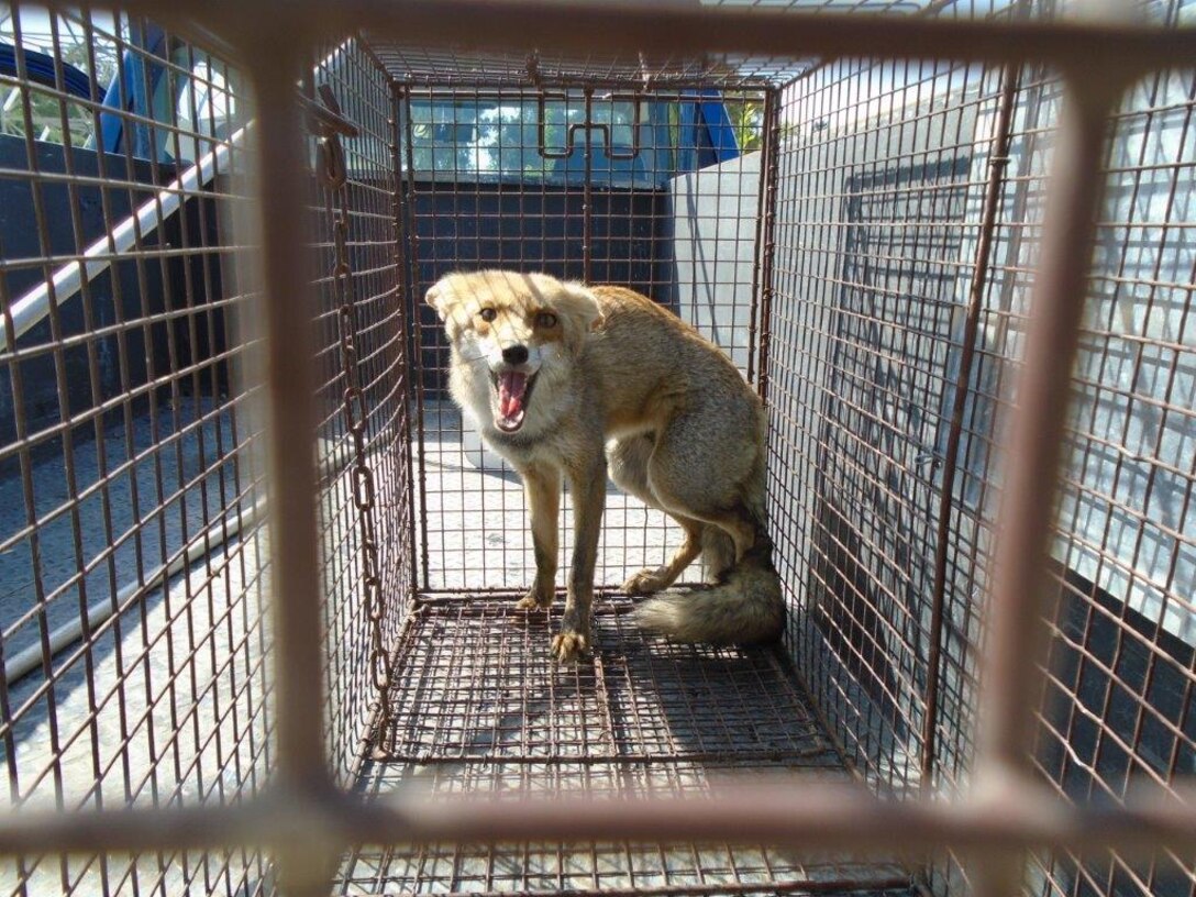 A fox captured by the 39th Civil Engineer Squadron pest management flight stands at the back of the cage at Incirlik Air Base, Turkey. The pest management flight has a subcontract with a local animal shelter in the city of Adana who takes care of animals captured on base. (Courtesy photo)
