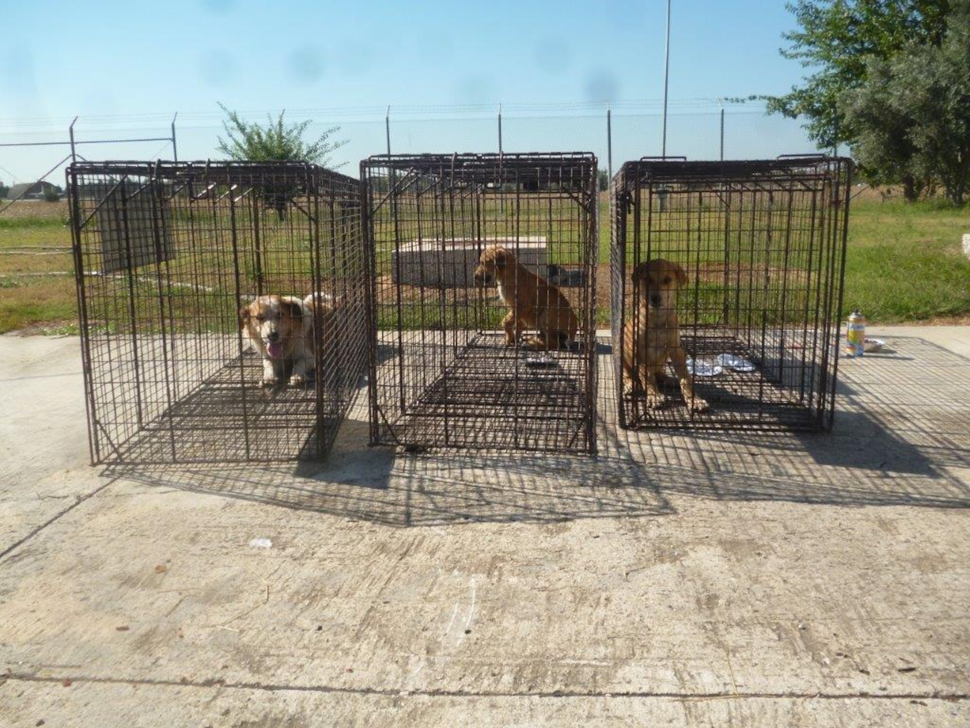 Three dogs sit in cages on Incirlik Air Base, Turkey. The dogs were captured by members of the 39th Civil Engineer Squadron pest management flight. Dogs captured on the base are checked for microchip at the veterinary clinic on base before being sent local animal shelter in the city of Adana. (Courtesy photo)