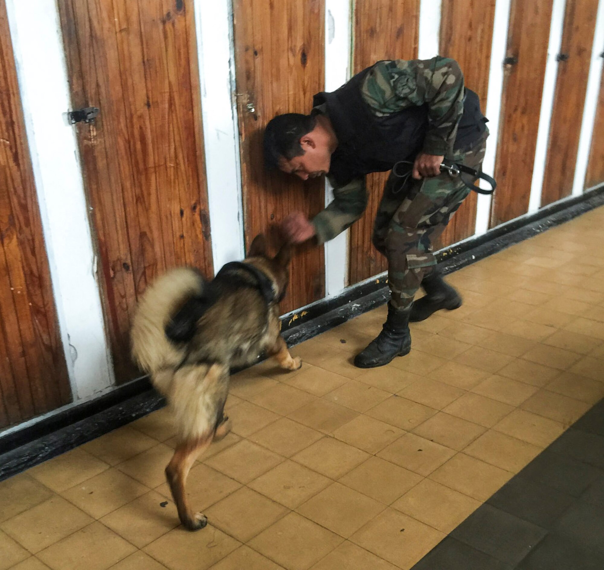 A Uruguayan military member traisn with his military working dog during a nine day training event facilitated by 12th Air Force (Air Forces Southern) and the U.S. Embassy in Montevideo, Uruguay, Aug. 3, 2016. (Courtesy Photo)