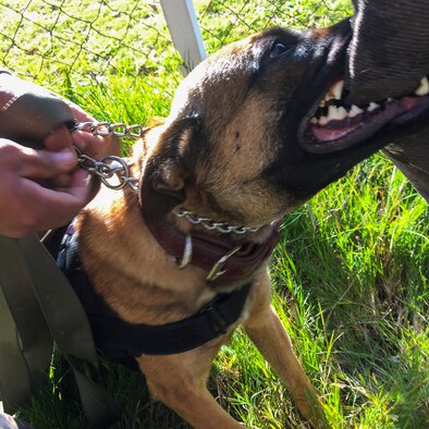 A military working dog trains on patrol, detainment, and detection during a nine-day training event facilitated by 12th Air Force (Air Forces Southern) and the U.S. Embassy in Montevideo, Uruguay, Aug. 11, 2016. (Courtesy photo)