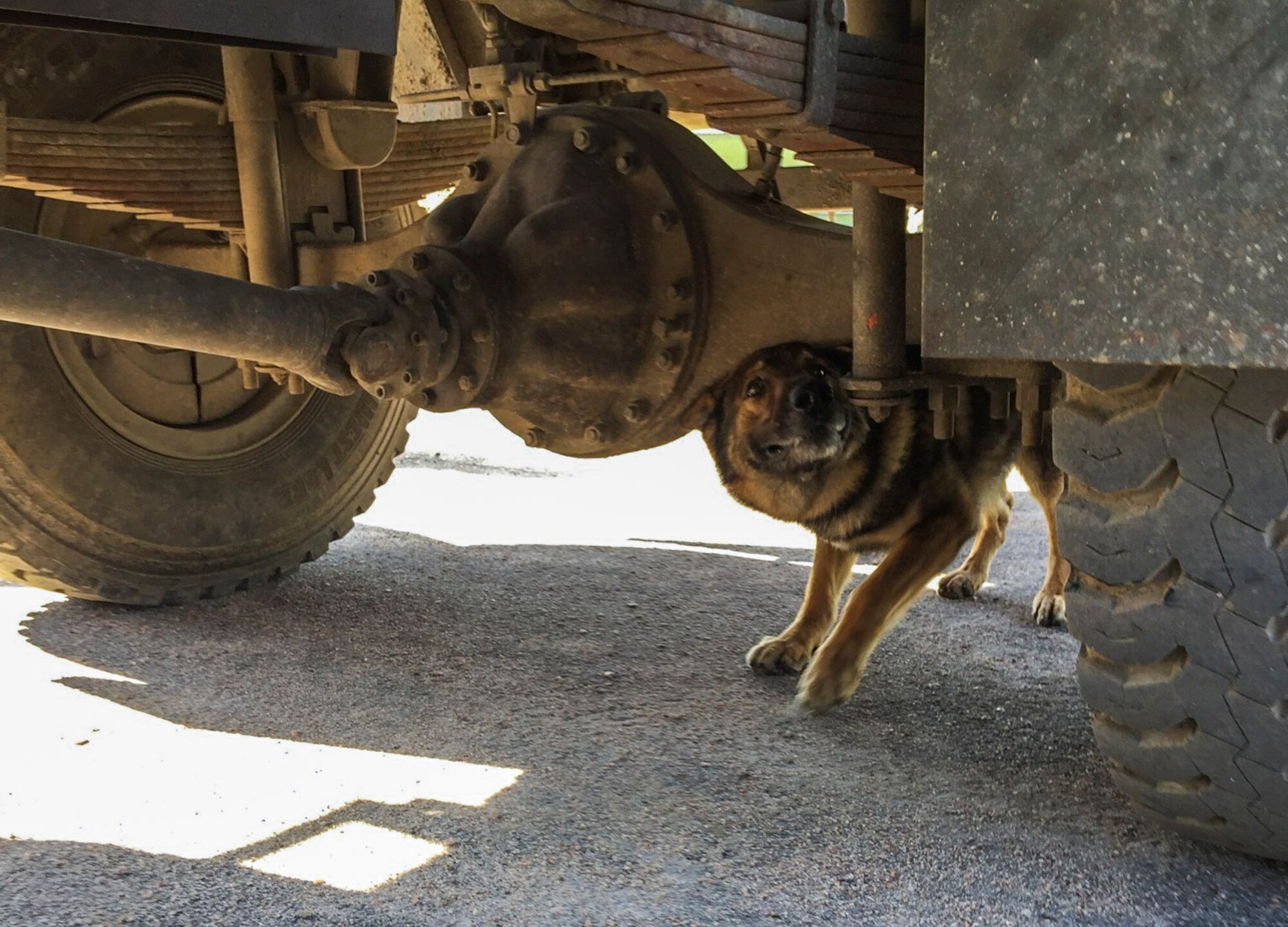 A military working dog trains on patrol, detainment, and detection during a nine day training event facilitated by 12th Air Force (Air Forces Southern) and the U.S. Embassy, in Montevideo, Uruguay, Aug. 11, 2016. (Courtesy Photo)