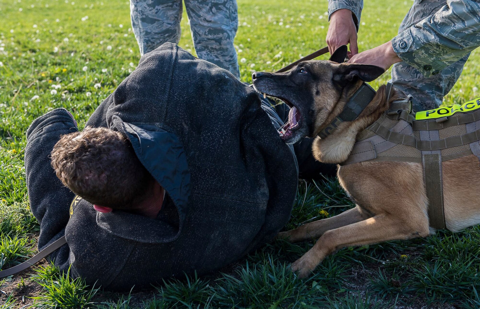 Vvass, 366th Security Forces military working dog, sinks his teeth in to the back of a decoy November of 2015 at Mountain Home Air Force Base, Idaho. Despite his sometimes ferocious nature on the job, Vvass was a favorite in the SFS dog kennel, described as "the goofy dog." (U.S. Air Force photo by Senior Airman Connor J. Marth/Released)