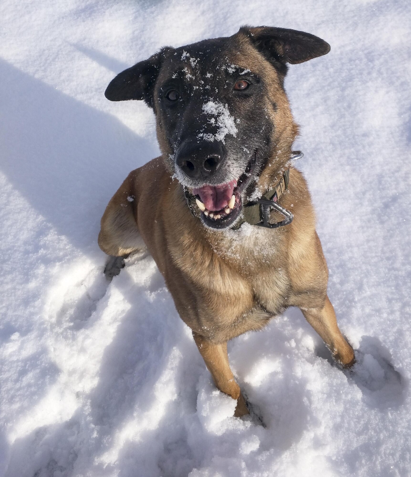 Vvass, 366th Security Forces military working dog, plays in the snow Nov. 11, 2015, at Mountain Home Air Force Base, Idaho. Vvass enjoyed having fun and being the "goofy" dog. (Courtesy Photo)