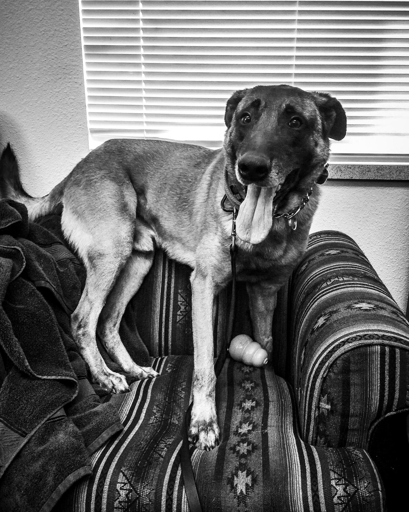 Vvass, 366th Security Forces military working dog, poses for a photo on a chair in the kennel masters office at Mountain Home Air Force Base, Idaho. Vvass recently passed while he was on his second deployment. (Courtesy Photo)