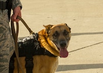 Senior Airman Amanda Puryear, 5th Security Forces Squadron military working dog handler and her K-9 Dax patrol the Northern Neighbor's Day hangar party at Minot Air Force Base, N.D., Aug. 12, 2016. MWD Dax will soon retire from the U.S. Air Force after 10 years of honorable service. (U.S. Air Force photo/Senior Airman Apryl Hall)