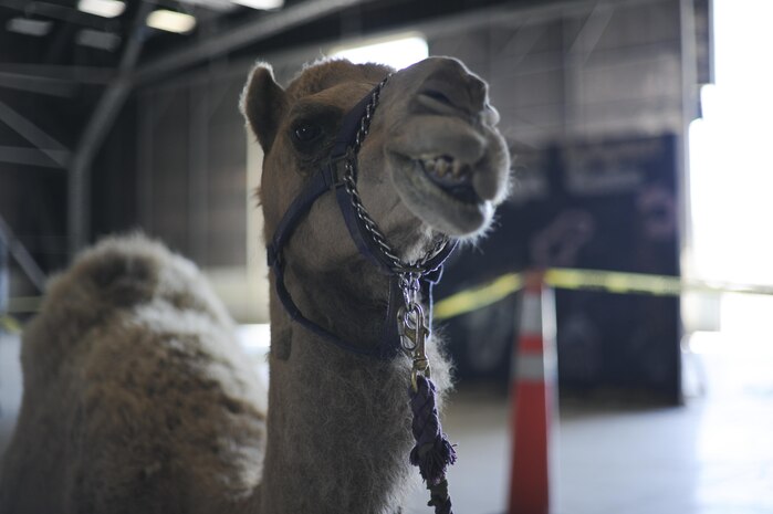 Hump-free, a certified therapy camel, chews his cud Aug. 17, 2016, at Beale Air Force Base, California. Hump-free visited the base for Hump Day, a resiliency day event hosted by the Beale Chapel Corps. (U.S. Air Force photo by Senior Airman Tara R. Abrahams)
