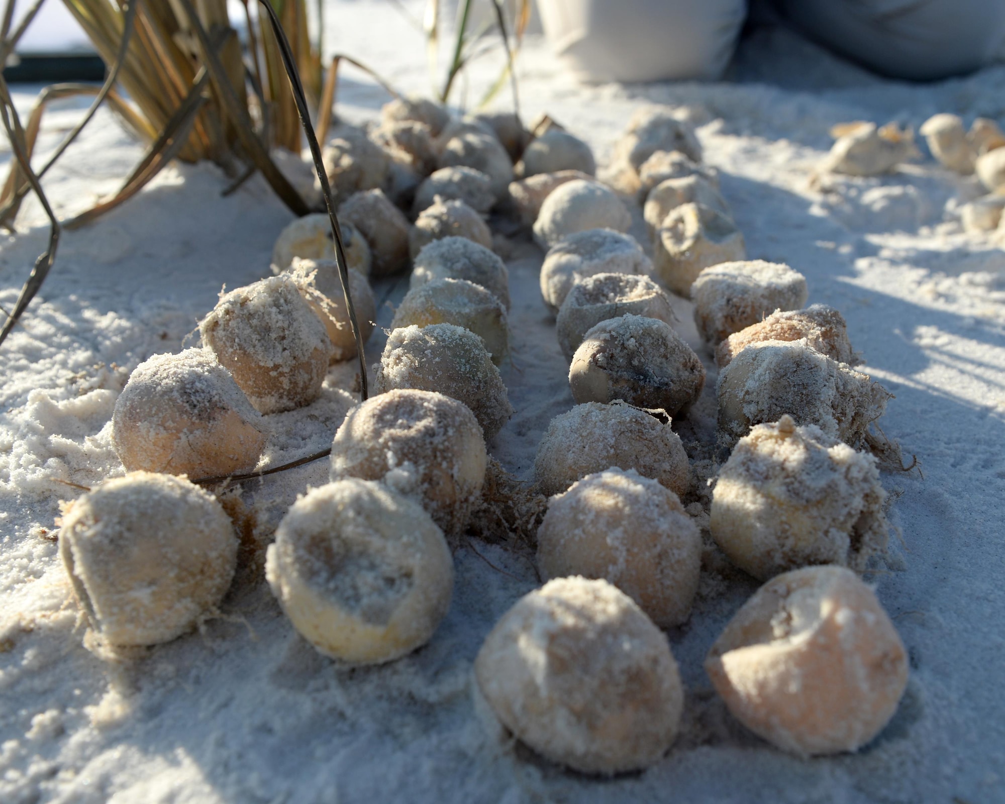 Unhatched and broken sea turtle eggs are lined up outside of a nest at Tyndall Air Force Base, Fla., Aug. 16, 2016. Threats such as plant roots, crabs, coyotes and raccoons can pose serious problems for the sea turtle population as they break eggs before they hatch. (U.S. Air Force photo by Airman 1st Class Cody R. Miller/Released)