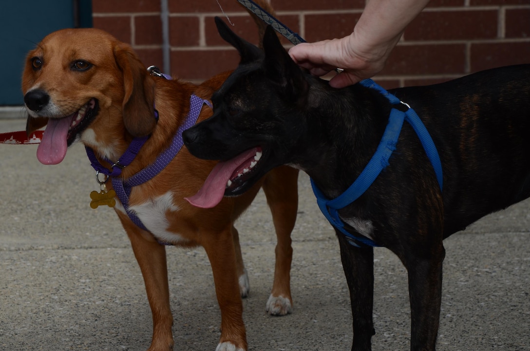 Ginger, left, is a retriever-beagle mix; Ren, right, is a Boston terrier mix. The dogs belong to Katie Walsh, a Content Management Course instructor at the Defense Information School on Fort Meade.