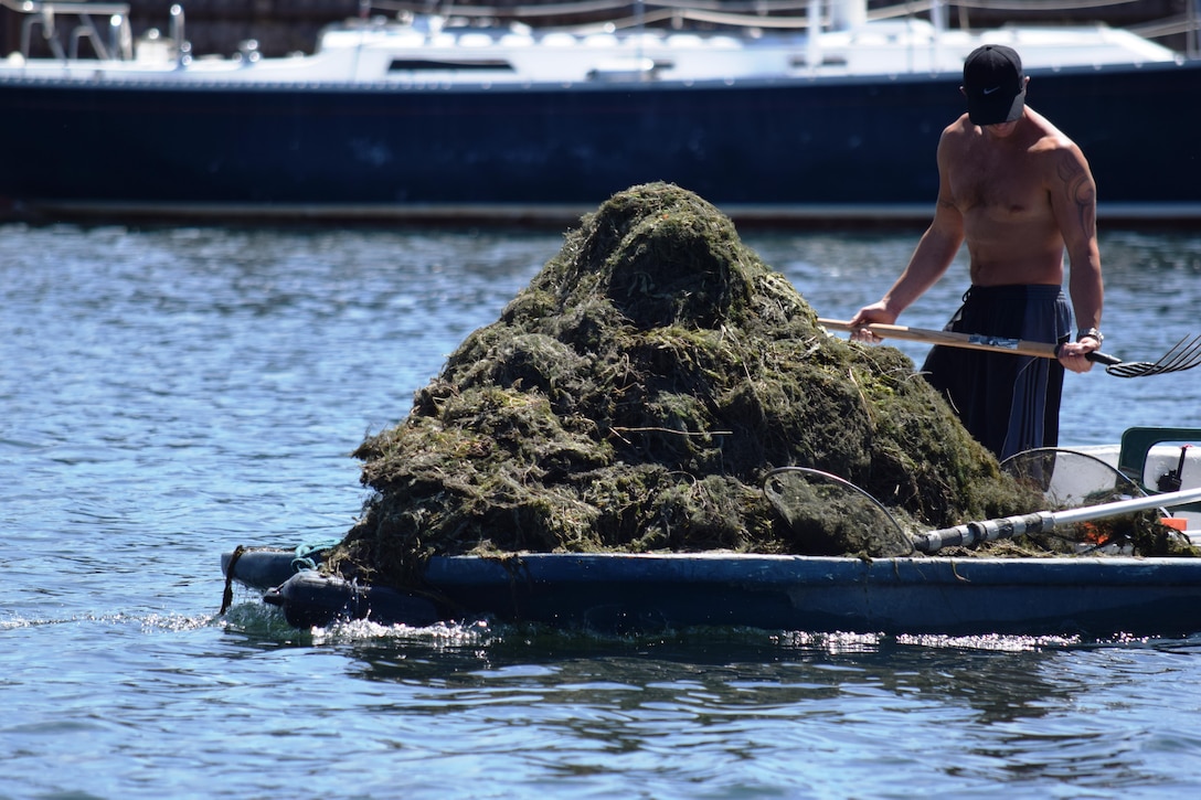 A mound of harvested Eurasian watermilfoil piles up Aug. 24, 2015, near the Tahoe Keys in South Lake Tahoe, California. Residents of the private community pay to remove the aquatic invasive species because it can wrap around propellers and clog up filters on watercraft. The U.S. Army Corps of Engineers Sacramento District works with local partners to combat aquatic invasive species because they pose a major threat to ecosystem health in the Lake Tahoe Basin by degrading water quality and destroying important habitat to native species.