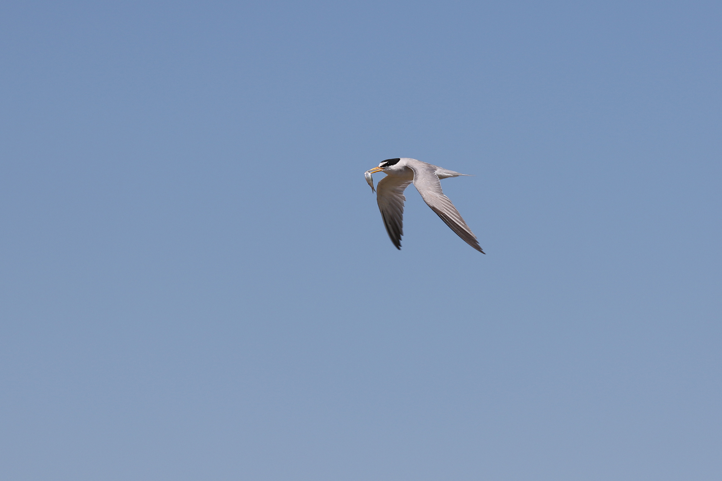 Interior Least Tern Fishing