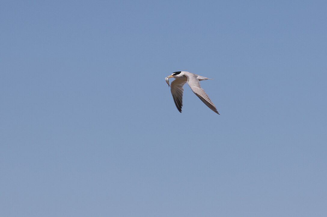 An adult interior least tern, with a fresh catch in its beak, flies over the Arkansas River. 