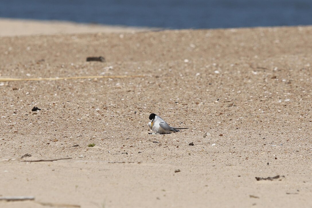 An interior least tern sits on a nest with three eggs on a sand bar island on the Arkansas River. 