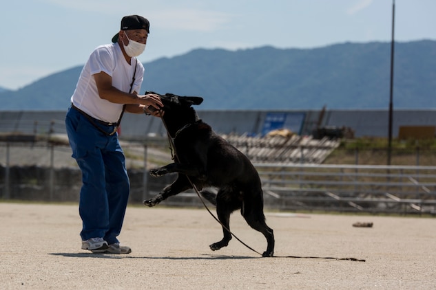 A Japan Maritime Self-Defense Force Kure Repair and Supply Facility Petroleum Terminal unit military working dog handler rewards his K-9 after finding hidden explosives during joint training with Marine Corps Air Station Iwakuni’s Provost Marshal’s Office K-9 unit and Hiroshima Prefectural Police Headquarters officers at MCAS Iwakuni, Japan, Aug. 24, 2016. Handlers and their military working dogs train regularly in a variety of areas such as locating explosives and narcotics, conducting patrols and human tracking in order to become a more effective team. (U.S. Marine Corps photo by Lance Cpl. Aaron Henson)