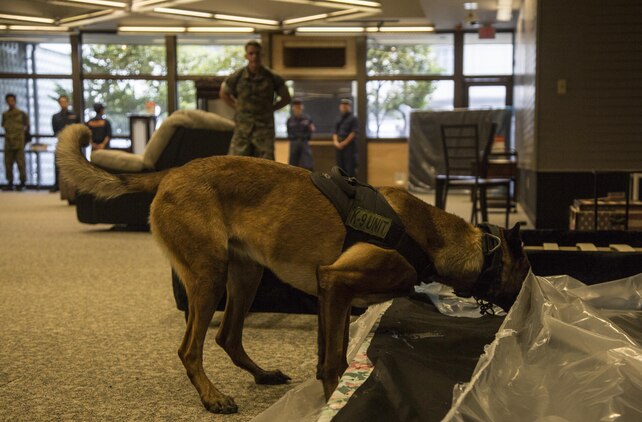 A K-9 with Marine Corps Air Station Iwakuni’s Provost Marshal’s Office K-9 unit searches for hidden explosives during joint training with Hiroshima Prefectural Police Headquarters officers and the Japan Maritime Self-Defense Force Kure Repair and Supply Facility Petroleum Terminal unit military working dog handlers at MCAS Iwakuni, Japan, Aug. 24, 2016. Marines placed explosives in hidden locations before handlers and their K-9’s arrived, resulting in a more cautious and thorough search, increasing the overall training effectiveness. U.S. and Japanese handlers then escorted their K-9’s to locate explosives hidden throughout the stations old furniture store. (U.S. Marine Corps photo by Lance Cpl. Jacob A. Farbo)