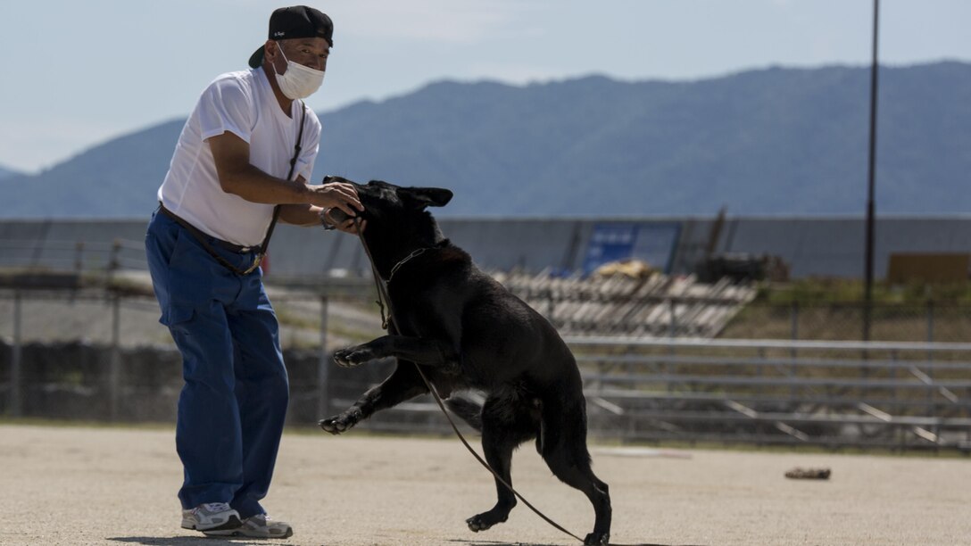 A Japan Maritime Self-Defense Force Kure Repair and Supply Facility Petroleum Terminal unit military working dog handler rewards his K-9 after finding hidden explosives during joint training with Marine Corps Air Station Iwakuni’s Provost Marshal’s Office K-9 unit and Hiroshima Prefectural Police Headquarters officers at Marine Corps Air Station Iwakuni, Japan, Aug. 24, 2016. Handlers and their military working dogs train regularly in a variety of areas such as locating explosives and narcotics, conducting patrols and human tracking in order to become a more effective team.