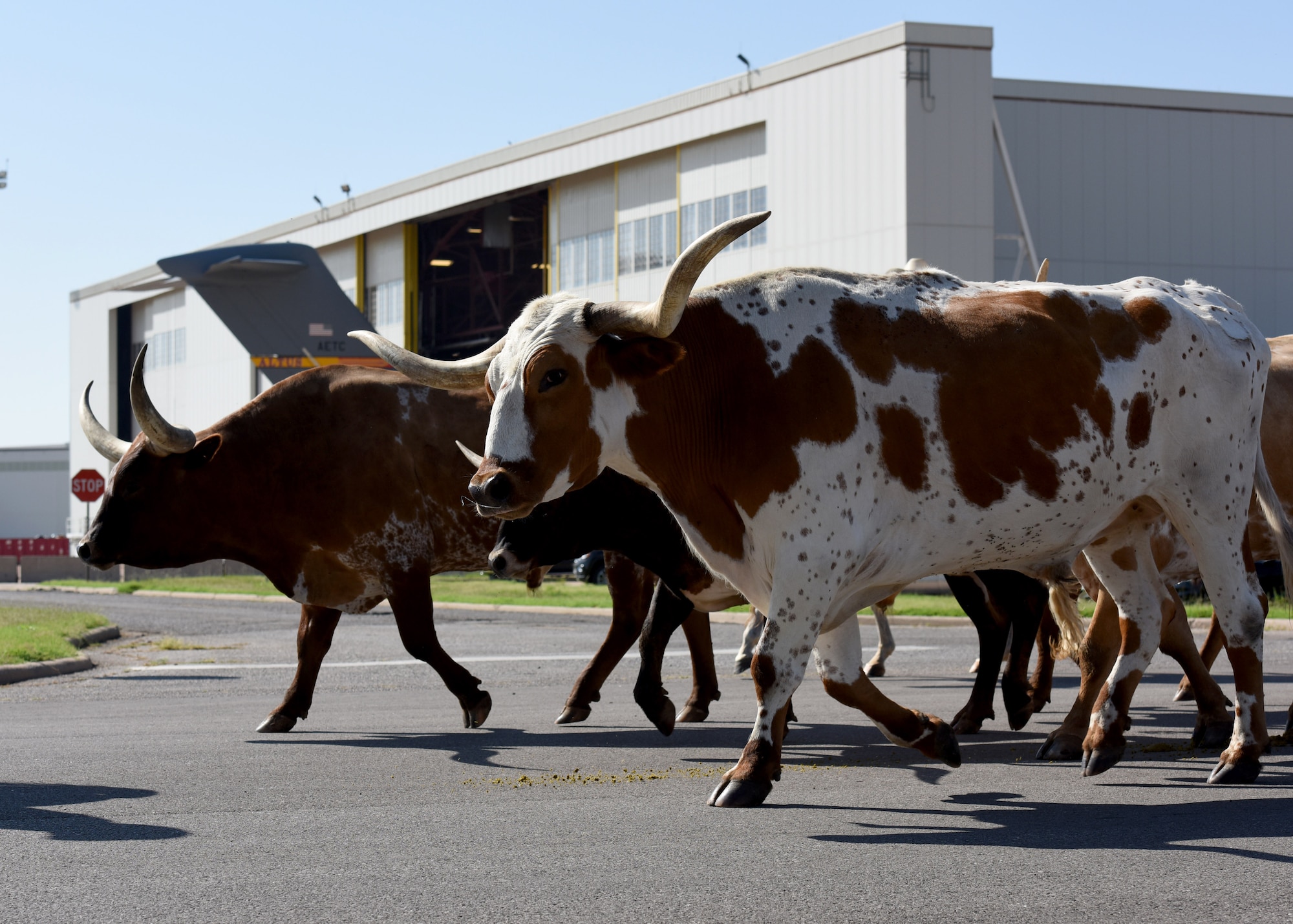 Texas Longhorn cattle are herded through base during the 18th annual Cattle Drive, Aug. 25, 2016, at Altus Air Force Base, Okla. Approximately 18 Texas Longhorn cattle were driven through Altus AFB at this year's base Cattle Drive which provided opportunity for community members to share part of their culture with the Airmen and their families. (U.S. Air Force photo by Senior Airman Nathan Clark/Released)
