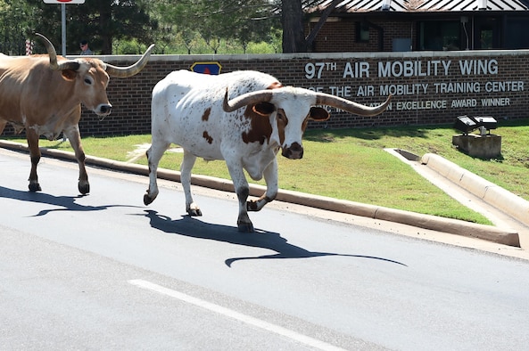 Texas Longhorn cattle walk off Altus Air Force Base, Okla. after the 18th annual Cattle Drive Aug. 25, 2016. Approximately 18 Texas Longhorn cattle were driven through Altus AFB at this year’s base Cattle Drive which provided opportunity for community members to share part of their culture with the Airmen and their families. (U.S. Air Force photo by Senior Airman Dillon Davis)