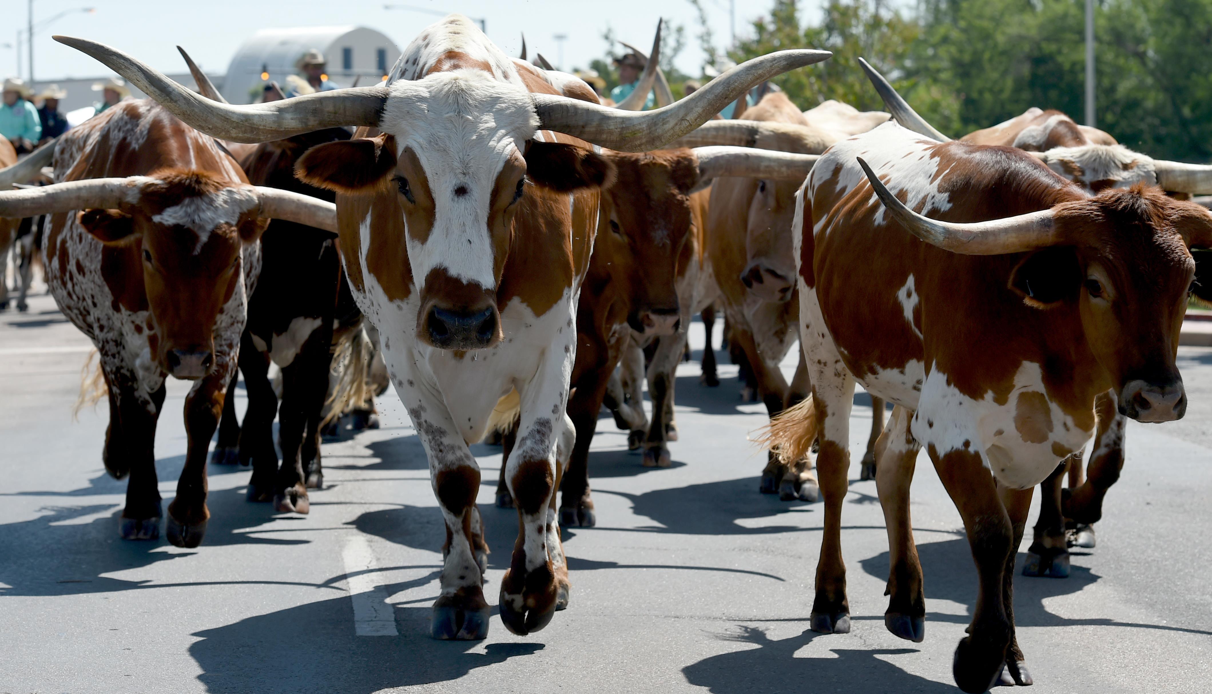 18th Annual Cattle Drive makes its way through Altus AFB