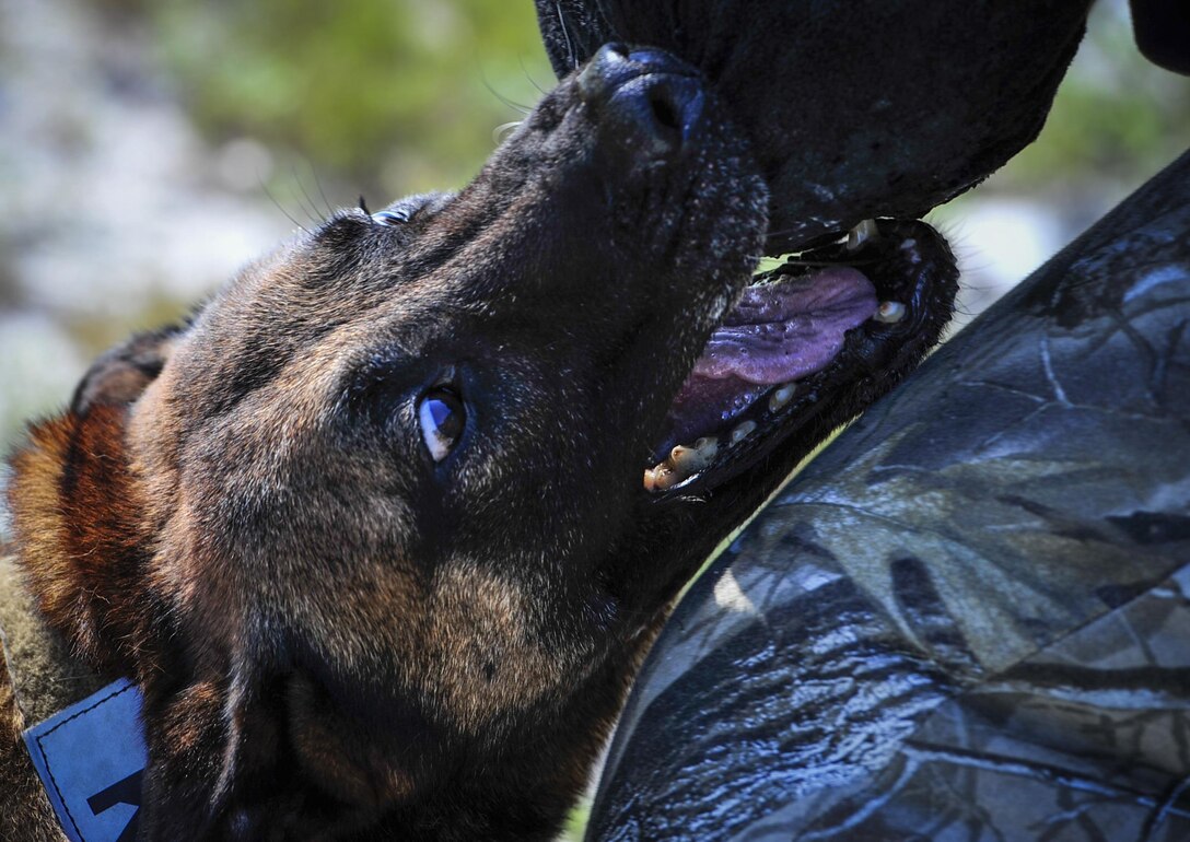 Ziko, a military working dog with the 1st Special Operations Security Forces Squadron, bites down on the padded suit of Senior Airmen Dustin Reed, a military working dog handler with the 1st SOSFS, at Hurlburt Field, Fla., Aug. 22, 2016. Constant training allows the 1st SOSFS military working dogs to be combat ready for operations anytime, anyplace. (U.S. Air Force photo by Airman 1st Class Joseph Pick) 