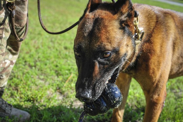 Ziko, a military working dog with the 1st Special Operations Security Forces Squadron, chews on his toy following bite training at Hurlburt Field, Fla., Aug. 22, 2016. Positive reinforcement is one of the primary means of training MWDs.. Once a dog has performed his duties correctly during training and demonstrations, they are rewarded with a toy for complying with their handler. (U.S. Air Force photo/Airman 1st Class Joseph Pick)