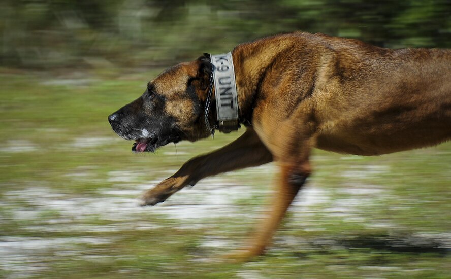 Ziko, a military working dog with the 1st Special Operations Security Forces Squadron, sprints for his toy at Hurlburt Field, Fla., Aug. 23, 2016. Once a dog has performed his duties correctly during training and demonstrations, they are rewarded with a toy for complying with their handler. (U.S. Air Force photo/Airman 1st Class Joseph Pick)