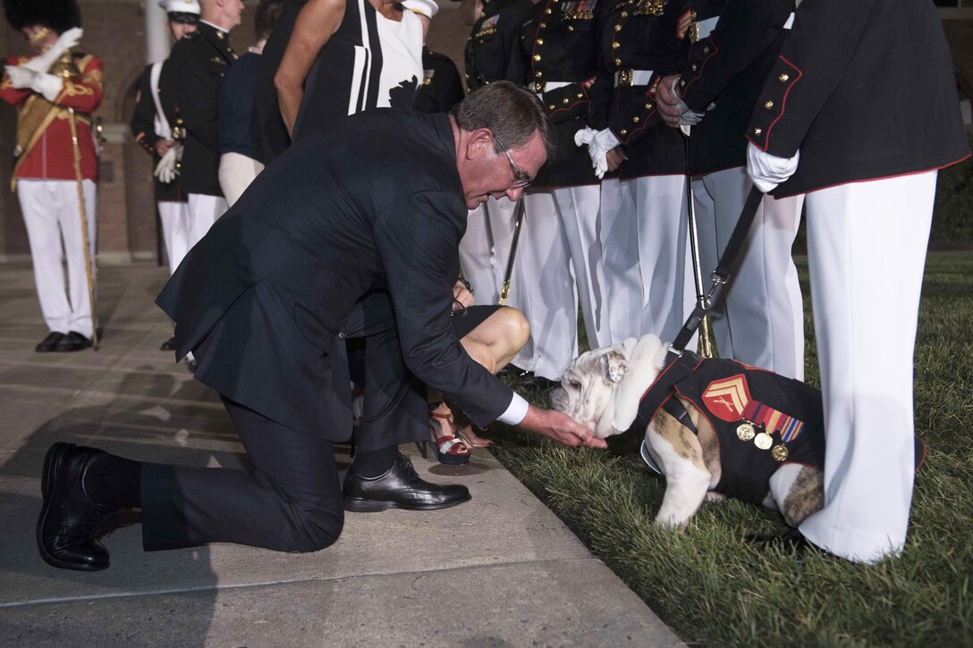 Defense Secretary Ash Carter pets Cpl. Chesty, the Marine Corps mascot, after the evening parade at the Marine Barracks Washington, D.C., Aug. 26, 2016.  DoD photo by Navy Petty Officer 1st Class Tim D. Godbee