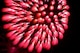A firework explodes during the postponed Independence Day celebration, Aug. 26, 2016, at Seymour Johnson Air Force Base, North Carolina. The fireworks show ended the night’s festivities that featured multiple food vendors and activities for members of Team Seymour. (U.S. Air Force photo by Airman Shawna L. Keyes)