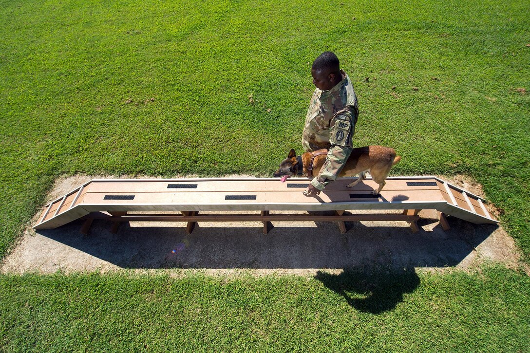 Army Spc. Jeremiah Davis walks Uran, his military working dog, over an elevated ladder obstacle during training at Fort Meade, Md., Aug. 24, 2016. Davis is a military working explosive dog handler assigned to the 2nd Military Working Dog Detachment. DoD photo by EJ Hersom