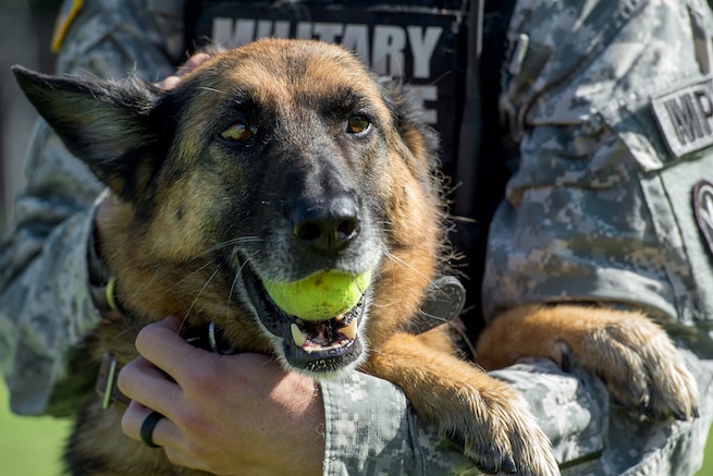 U.S. DEPARTMENT OF DEFENSE > Photos > Photo Essays > Essay View