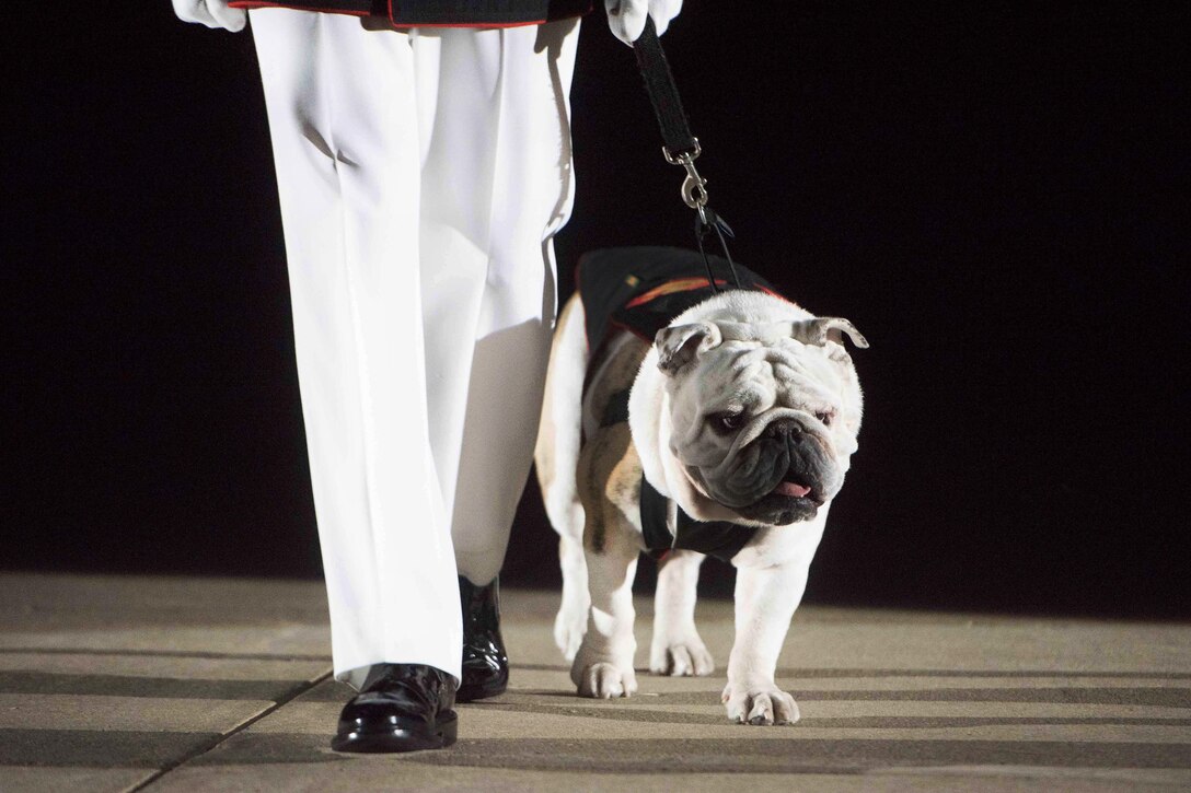 Marine Corps Cpl. Chesty, the United States Marine Corps mascot, is presented to the audience during the Evening Parade at the Marine Barracks in Washington DC, Aug. 26, 2016.  DoD photo by Navy Petty Officer 1st Class Tim D. Godbee