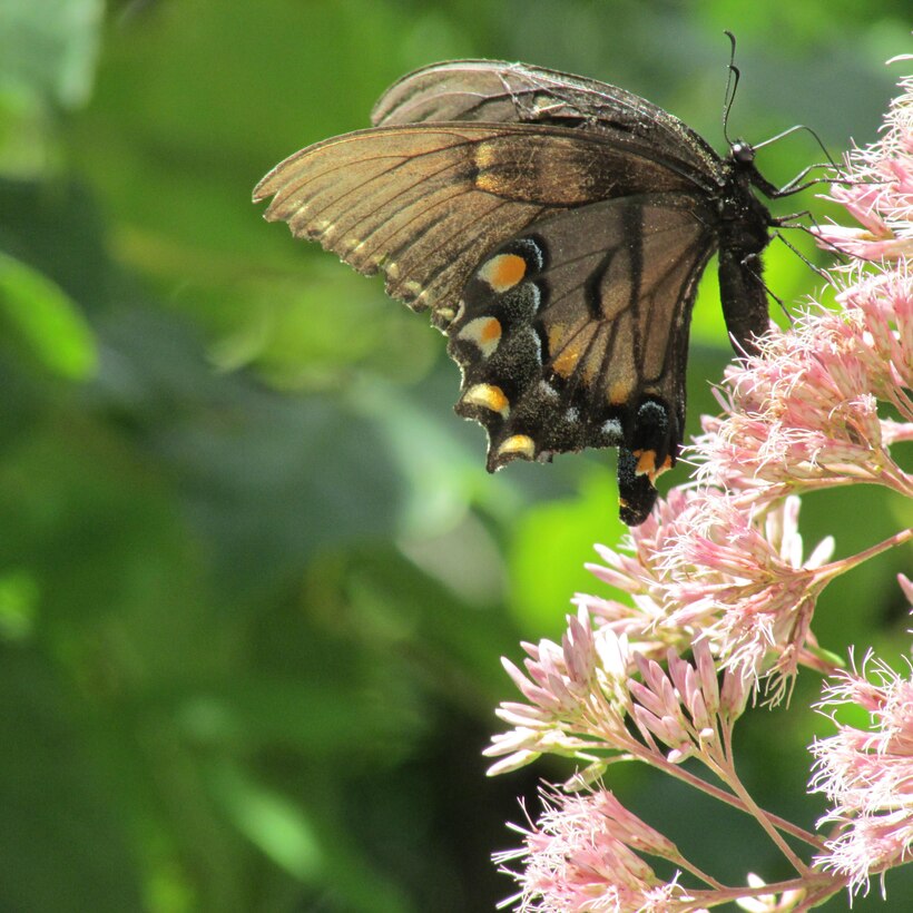 A Pipevine Swallowtail butterfly pollinates Joe-Pye weed at Carr Creek Lake, Sassafras, Kentucky.         