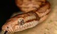 The Puerto Rican Boa is endangered but is critical to the ecological health of the Caribbean island. Fort Buchanan is working to protect the snake from extinction with an ambitious management program. Photo by Eneilis Mulero Oliveras, Fort Buchanan.