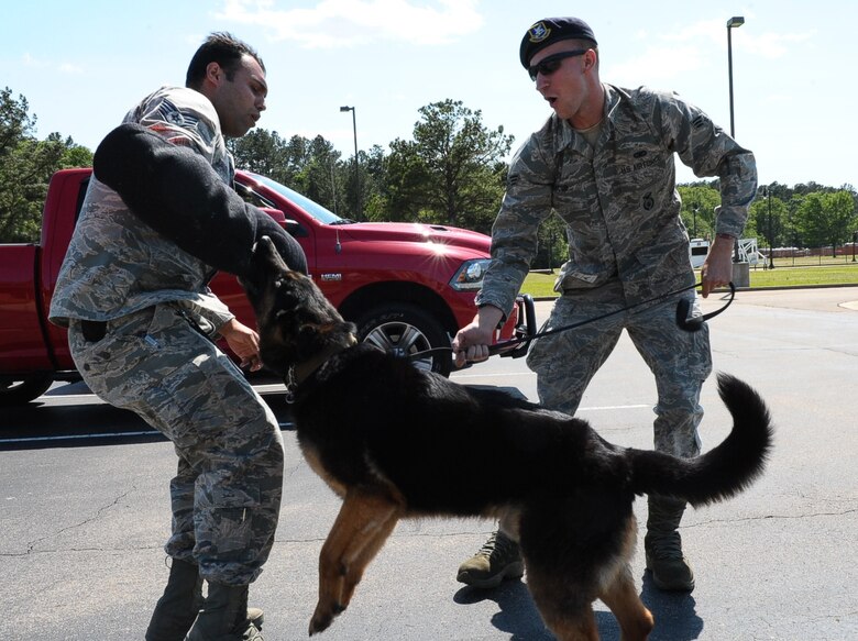 Staff Sgt. Jimmy Juarez and Senior Airman Kyle Jacob, 14th Security Forces Squadron Military Working Dog Handlers, train MWD Rex on taking down personnel running from security forces May 5 at Columbus Air Force Base, Mississippi. Their motto is, “We defend … day and night.” (U.S. Air Force photo by Senior Airman Kaleb Snay)