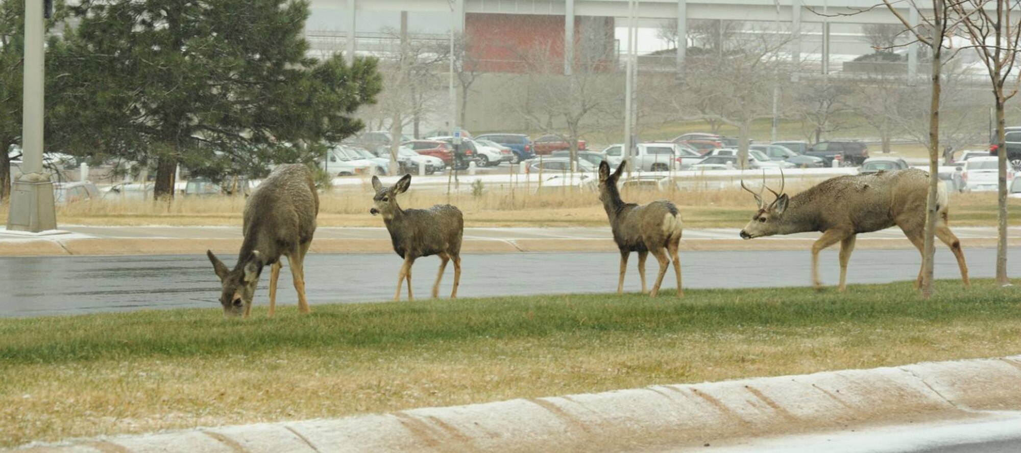 The Air Force Academy announced areas will be off-limits to hunters during the Academy Natural Resources Office’s annual installation deer hunt, Dec. 10-12 and 17-19. (U.S. Air Force photo/John Van Winkle)