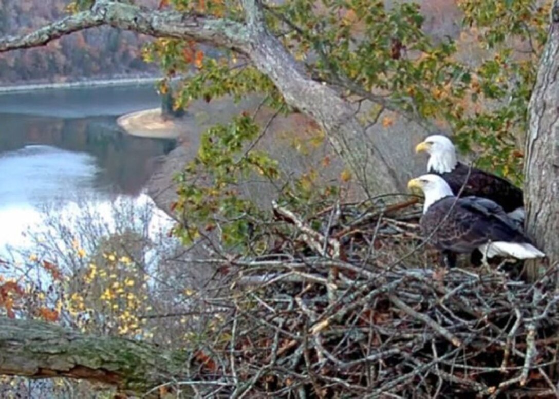 Two American Bald Eagles look over Dale Hollow Lake from their shoreline nest. A video feed allows anyone with Internet access or Twin Lakes TV to observe American Bald Eagles nesting, hatching and fledging on the shoreline of Dale Hollow Lake. The public is encouraged to bookmark and visit the site often at www.daleholloweaglecam.com.