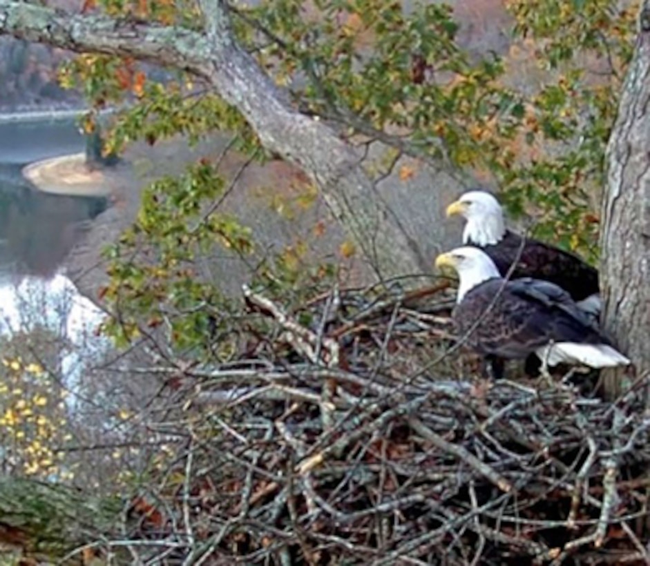 Two American Bald Eagles look over Dale Hollow Lake from their shoreline nest. A new online video feed is going “live” Dec. 12 that allows anyone with Internet access or Twin Lakes TV to observe American Bald Eagles nesting, hatching and fledging on the shoreline of Dale Hollow Lake. The public is encouraged to bookmark and visit the site often at www.daleholloweaglecam.com.