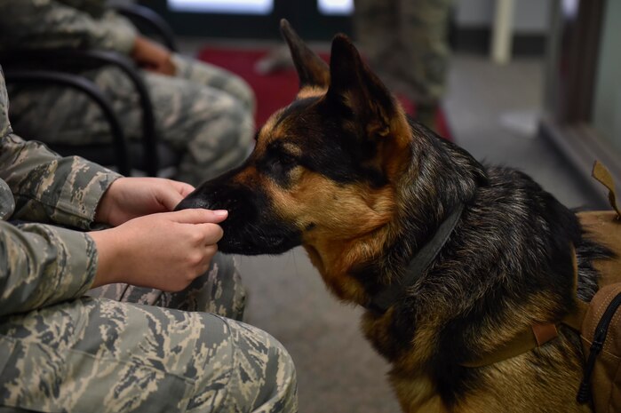 A member of Joint Base Charleston plays with Sergeant Stoeger, an animal assisted activity dog, at the Mental Health Clinic here Dec. 1, 2016. As an assisted activity animal dog, Stoeger is able to sit in on appointments when requested by patients and attend mental health immersions around base.