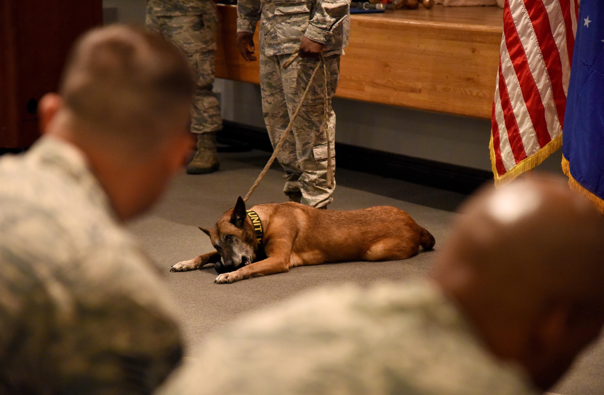 Densy, 81st Security Forces Squadron military working dog, chews on a toy during his retirement ceremony at the Keesler Medical Center Don Wylie Auditorium Dec. 2, 2016, on Keesler Air Force Base, Miss. Densy served more than nine years in the Air Force. (U.S. Air Force photo by Kemberly Groue)