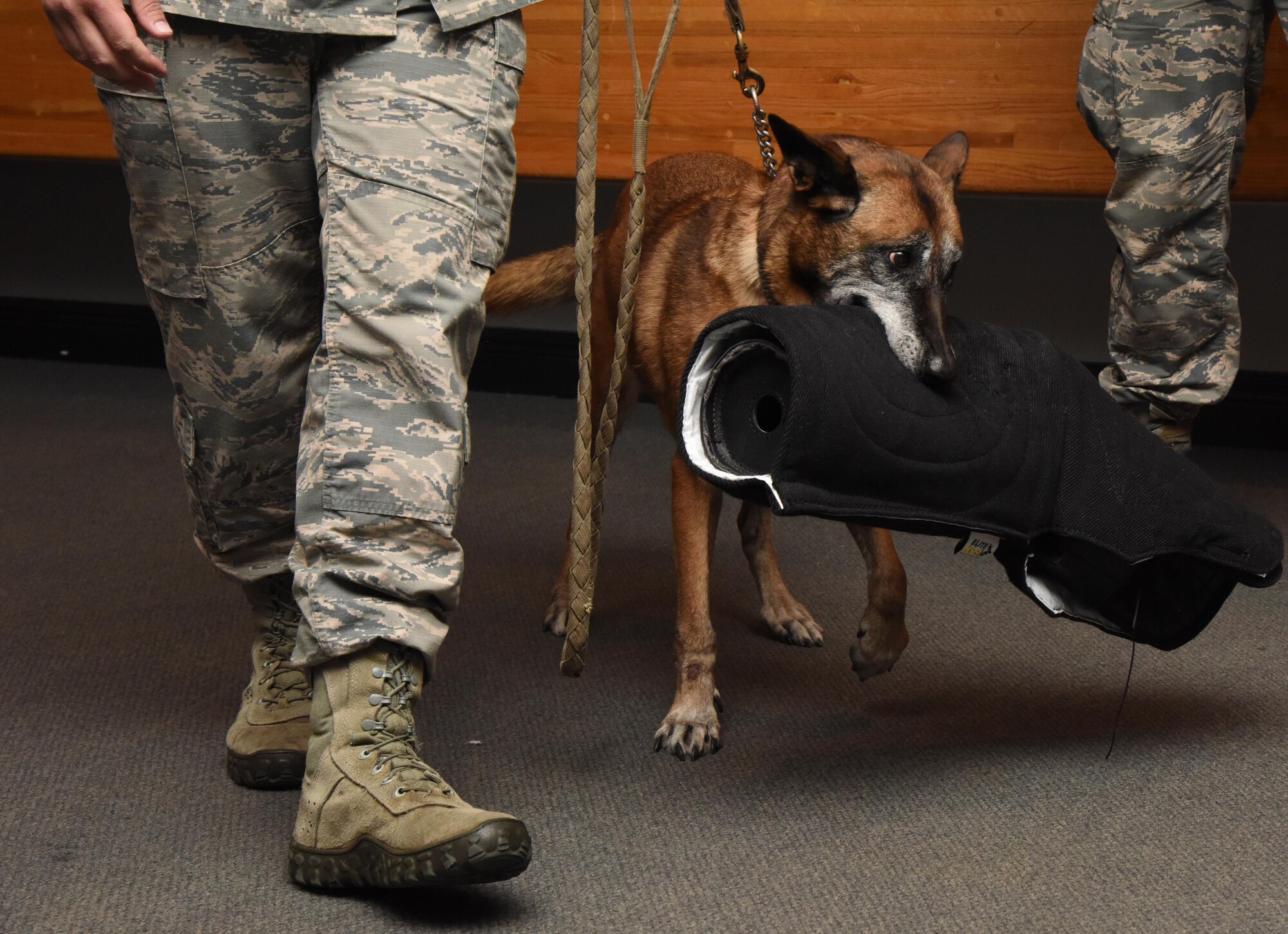 Densy, 81st Security Forces Squadron military working dog, walks with a bite sleeve in her mouth during her retirement ceremony at the Keesler Medical Center Don Wylie Auditorium Dec. 2, 2016, on Keesler Air Force Base, Miss. She served more than nine years in the Air Force. After serving together for two years, to include one deployment, Tech. Sgt. James Martin III, 81st SFS charlie flight flight chief, adopted Densy. (U.S. Air Force photo by Kemberly Groue)