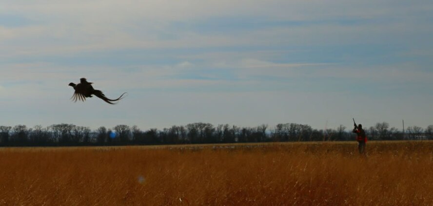 A rooster pheasant flushes ahead of a line of hunters during a hunting event provided to Airmen by two Onida, S.D., landowners Nov. 19, 2016. (Courtesy photo provided by 1st Lt. Jamie Seals)