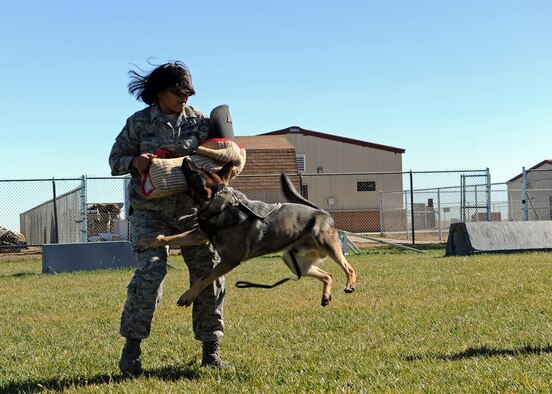 Tech. Sgt. Rachel Calloway, 27th Special Operations Security Forces Squadron Military Working Dog kennel master, decoys during bite training for MWD Fulda, Nov. 15, 2016, at the MWD compound at Cannon Air Force Base, N.M. While all working dogs are trained in law enforcement tactics, each also specializes in either narcotics or explosives detection. (U.S. Air Force photo by Staff Sgt. Whitney Amstutz/released)