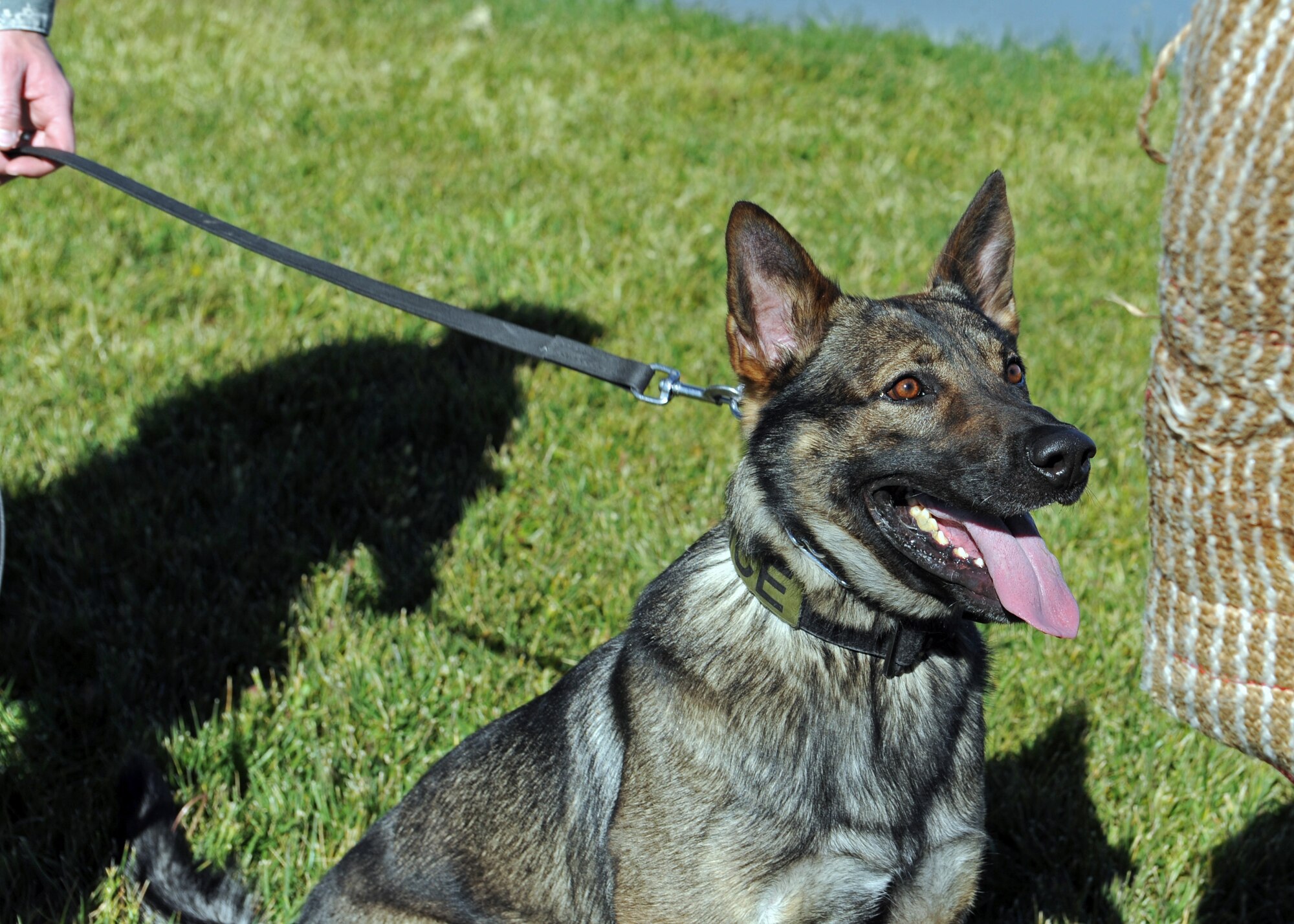 Military Working Dog Fulda, waits for the command of his handler, Staff Sgt. Sean Harrington, 27th Special Operations Security Forces Squadron Military Working Dog handler, during law enforcement training, Nov. 15, 2016, at the MWD compound at Cannon Air Force Base, N.M. An explosives detection dog, Fulda is trained to sniff out various odors that may indicate the presence of explosives and alert his handler. (U.S. Air Force photo by Staff Sgt. Whitney Amstutz/released)