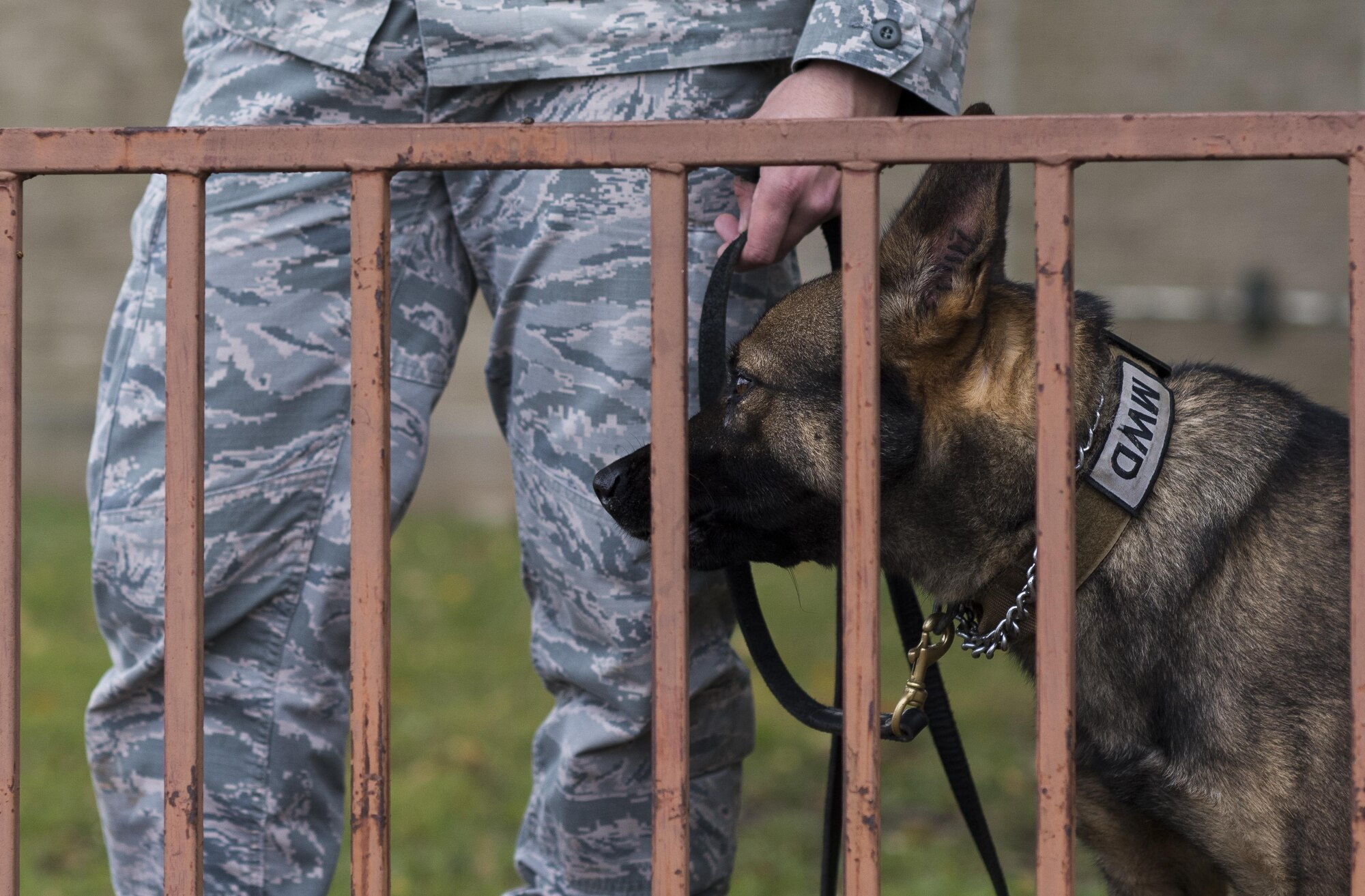 Senior Airman Jordan Crouse, 2nd Security Forces military working dog handler, and Hektor, 2nd SFS MWD, guard a security perimeter during an active shooter exercise at Barksdale Air Force Base, La., Nov. 29, 2016. Crouse and Hektor performed a security sweep, searching for bomb-making material. (U.S. Air Force photo/Senior Airman Damon Kasberg)