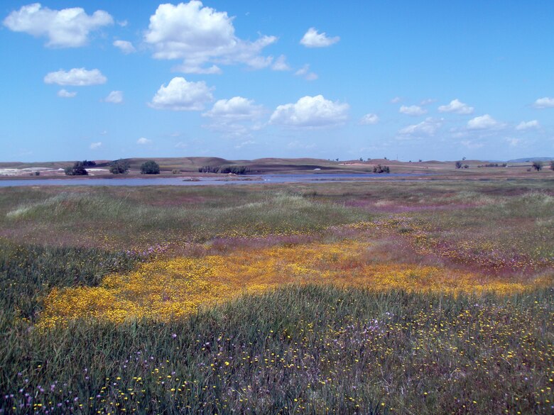 The delicate colors of a vernal pool are seen each spring.